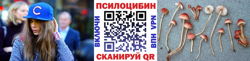 Галлюциногенные грибы Psilocybine cubensis  Краснообск 